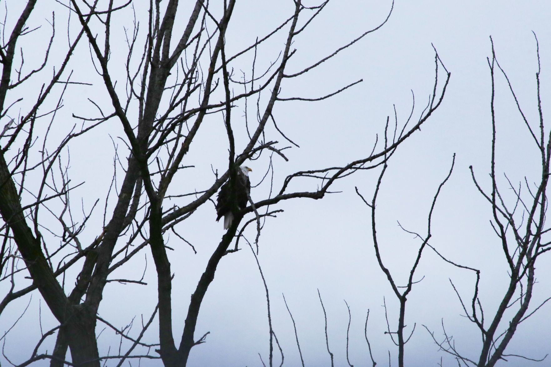 Bald eagles in New York